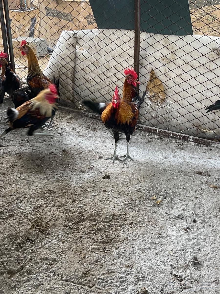 ديوك عربي للبيع64371001673218110