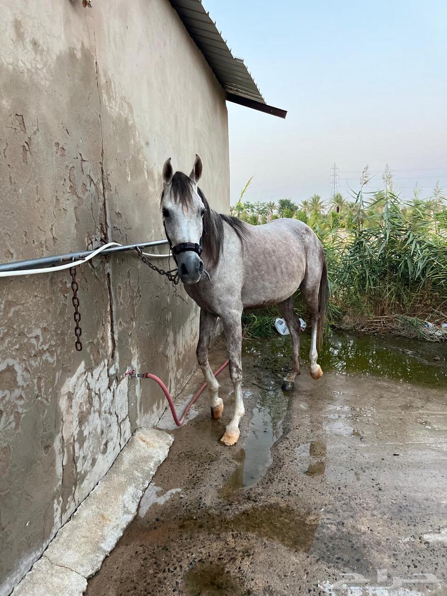 فرس عربيه شعبيه هاديه منوه القاني للبيع64371321183617111