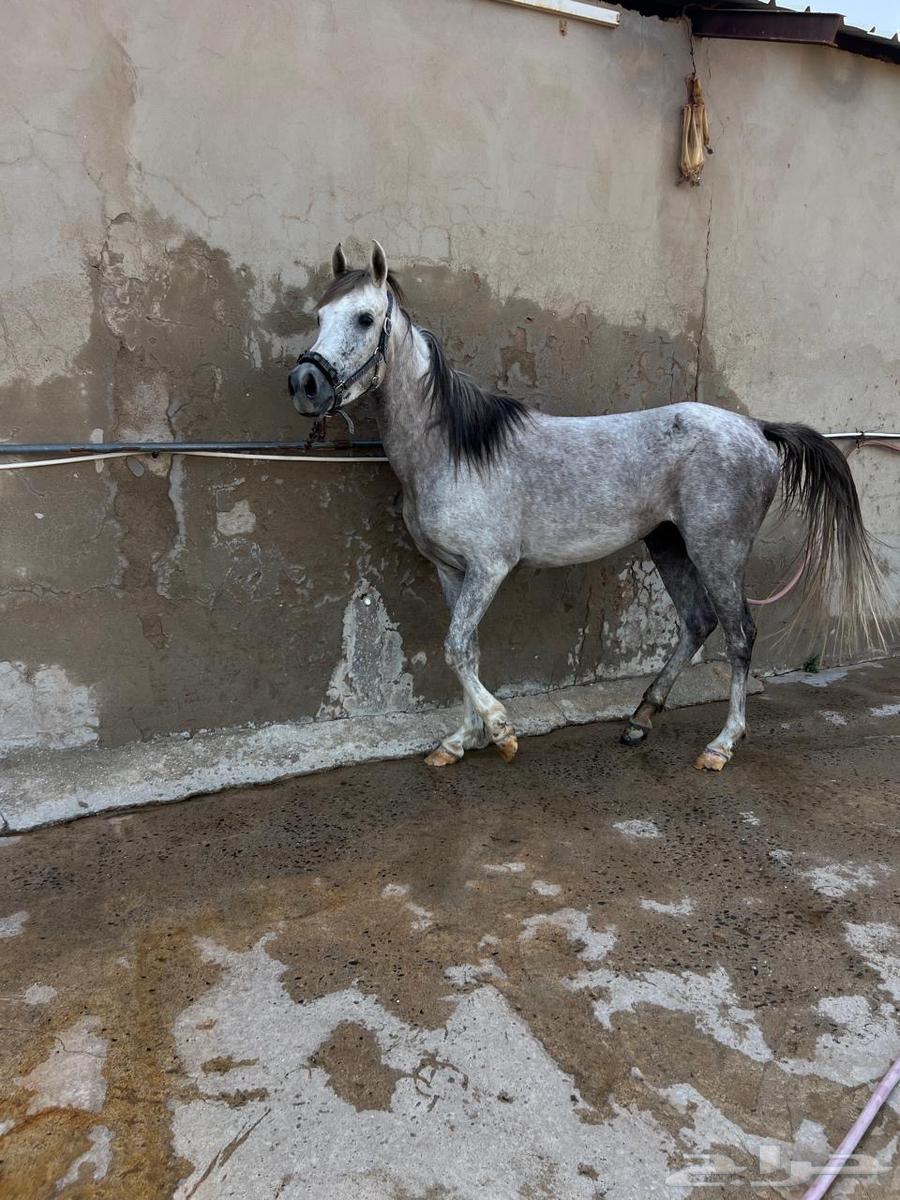 فرس عربيه شعبيه هاديه منوه القاني للبيع64371321183617110