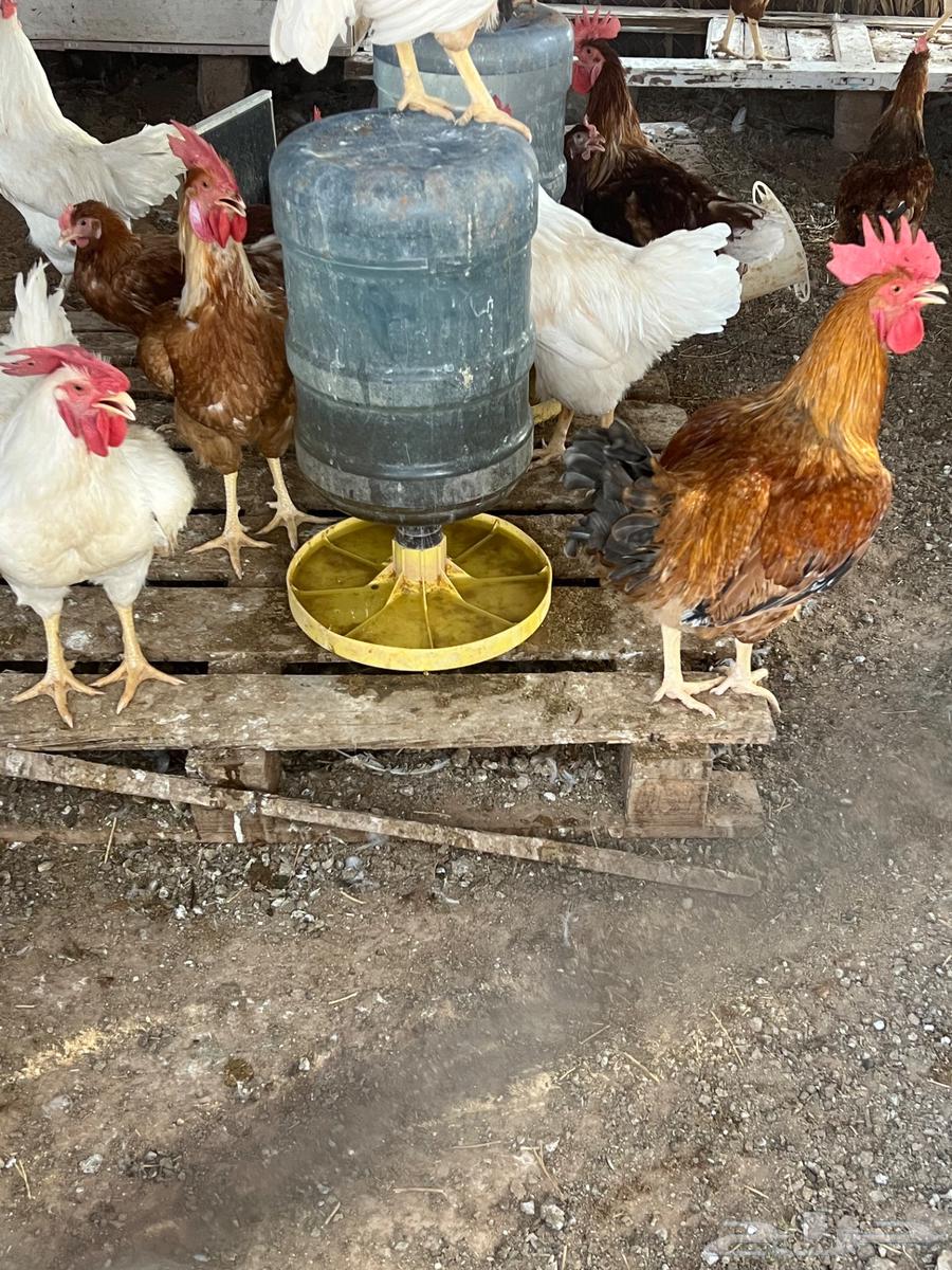 ديوك لوهمان64371467044227110