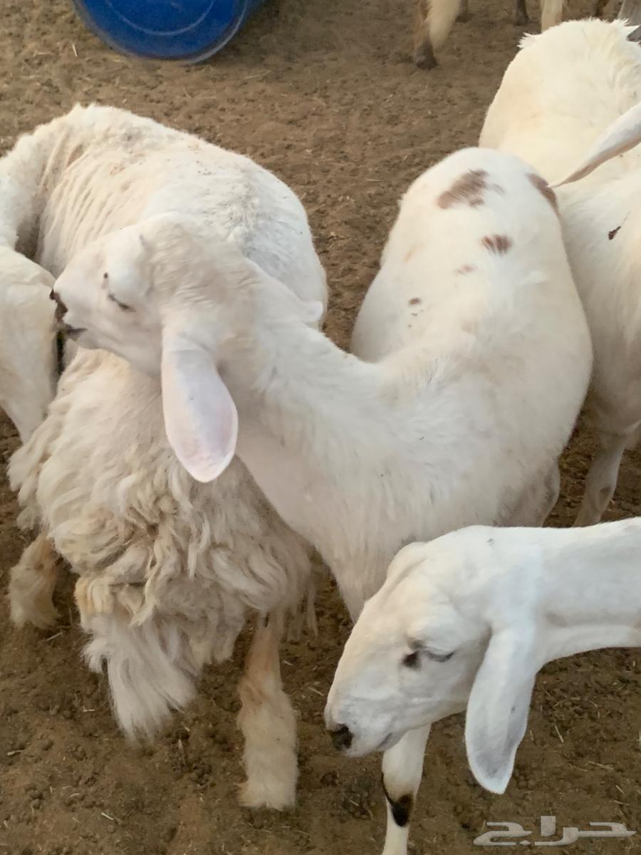 طلي حري مقفل64372492717058110