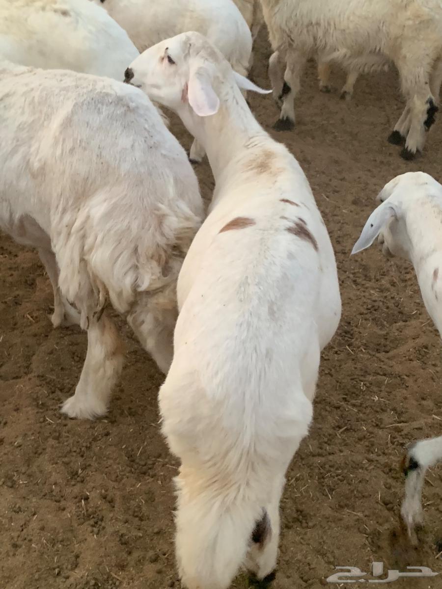 طلي حري مقفل64372492717058112