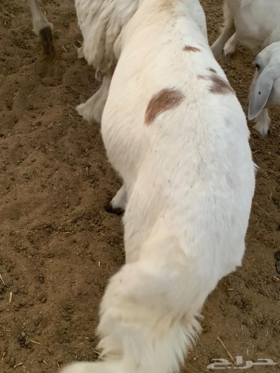 طلي حري مقفل64372492717058111