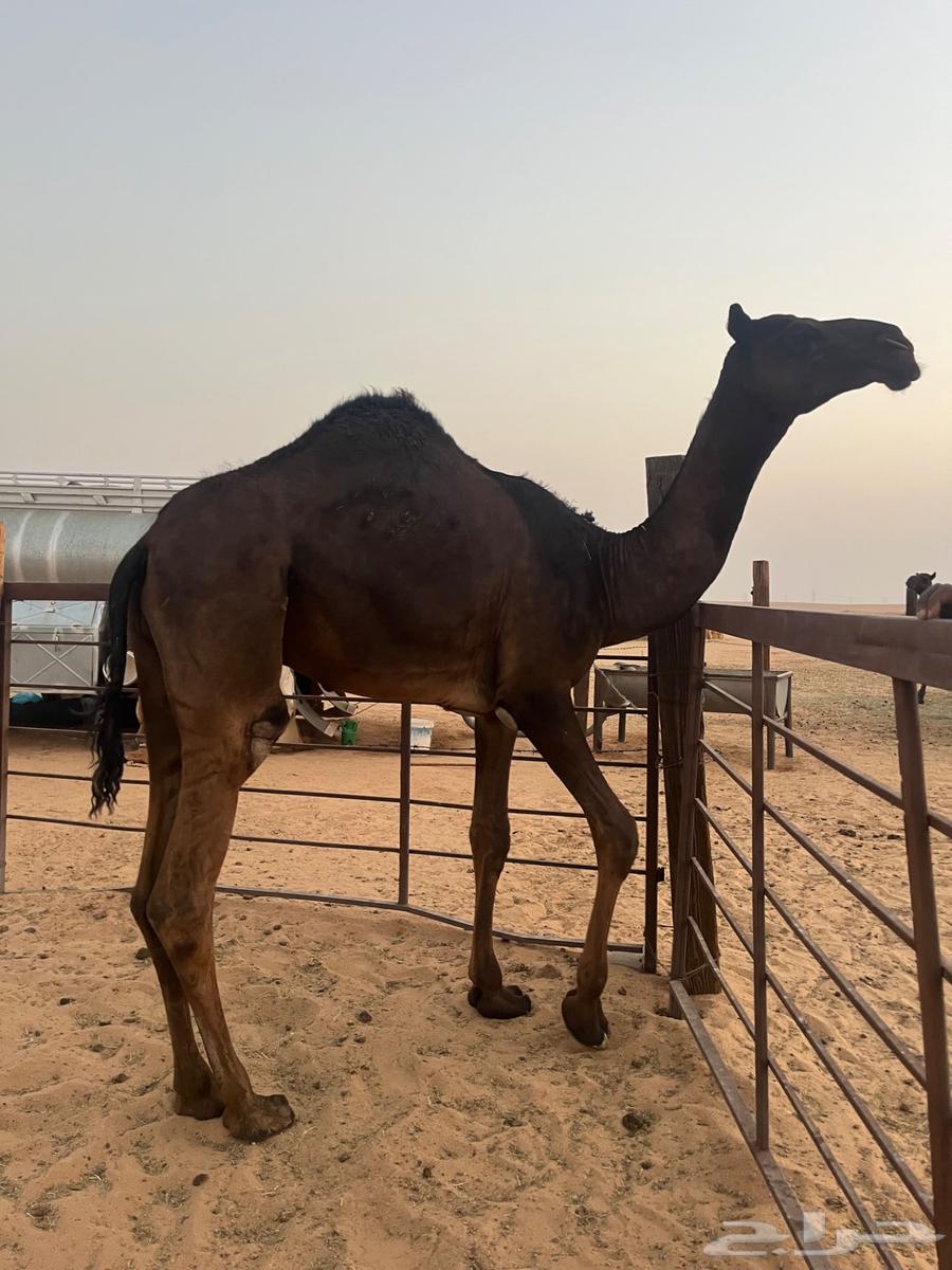 قعود مفرود64372682716418110