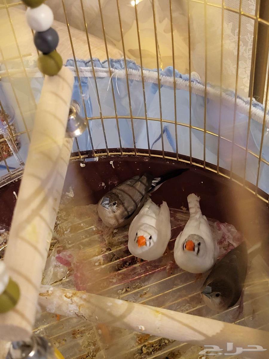 طيور زيبرا فينش هولندي وبلدي64373136673155110