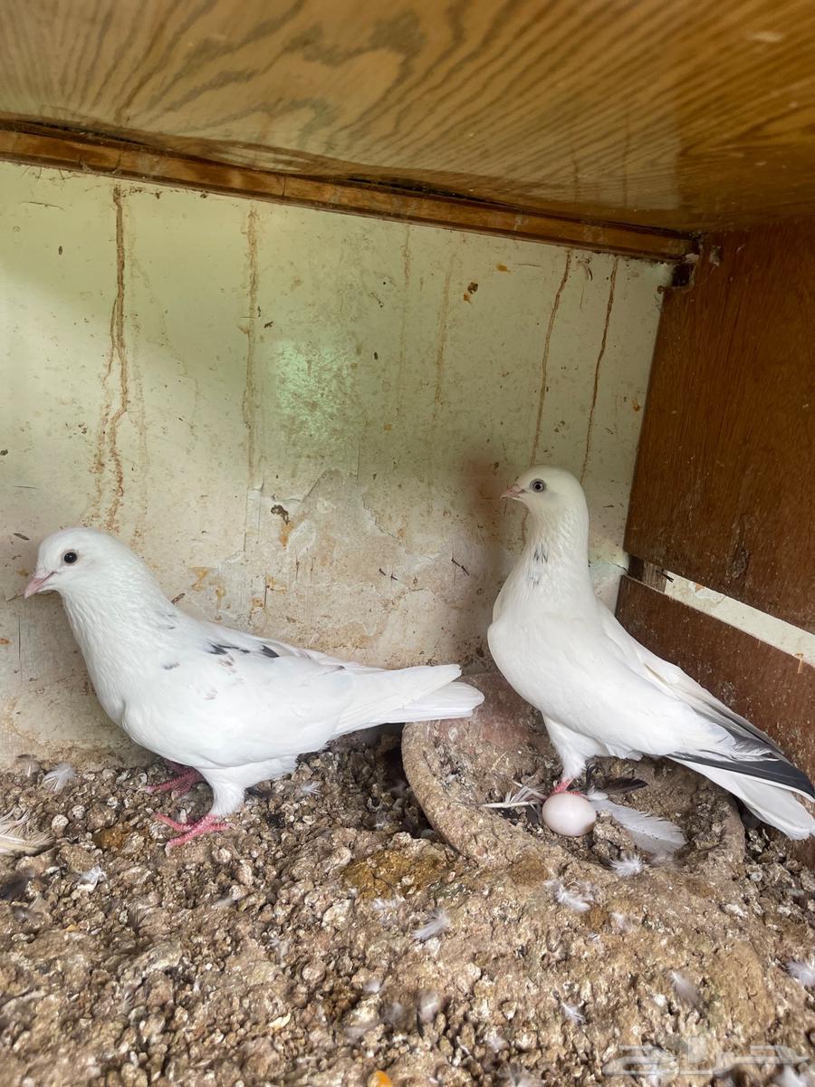 زوج قطيفي64373151176451110