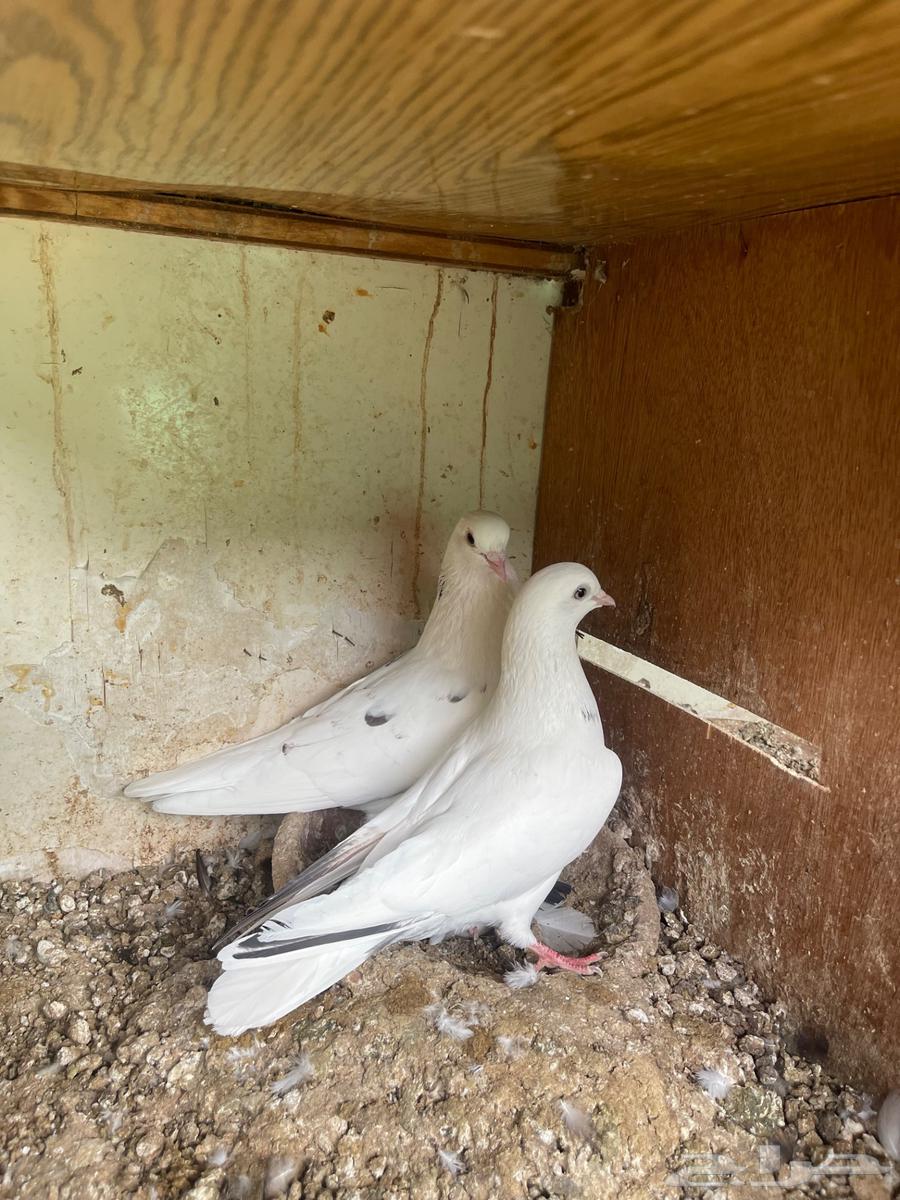 زوج قطيفي64373151176451112