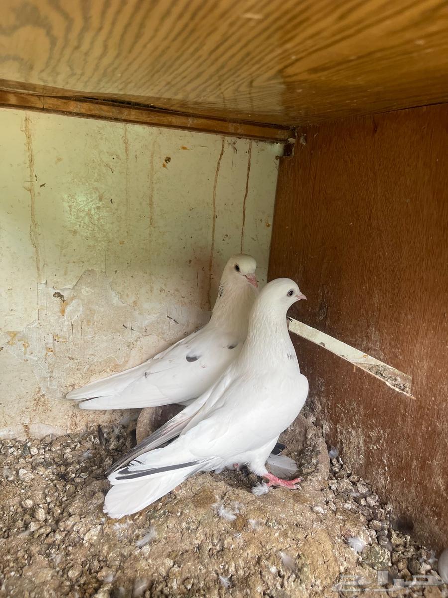 زوج قطيفي64373151176451111