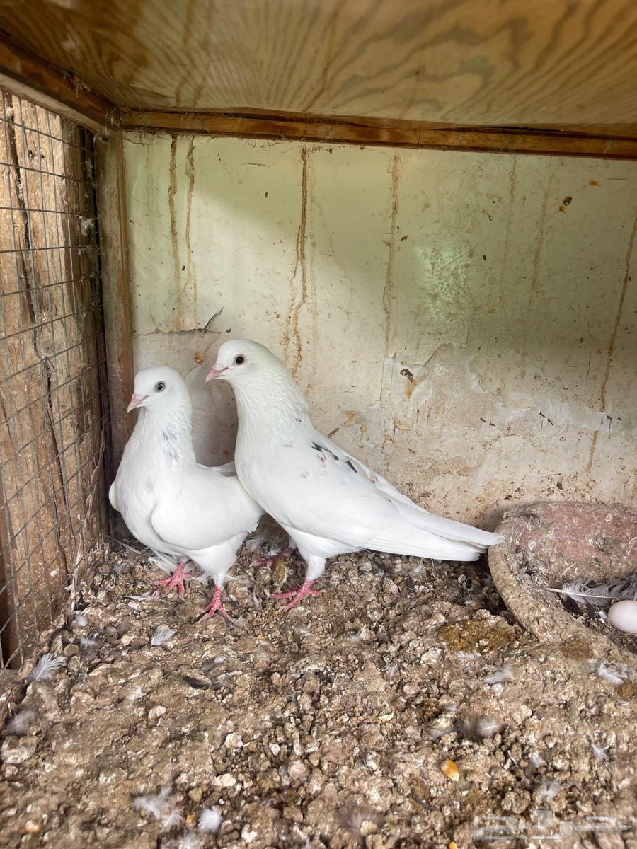 زوج قطيفي64373151176451113