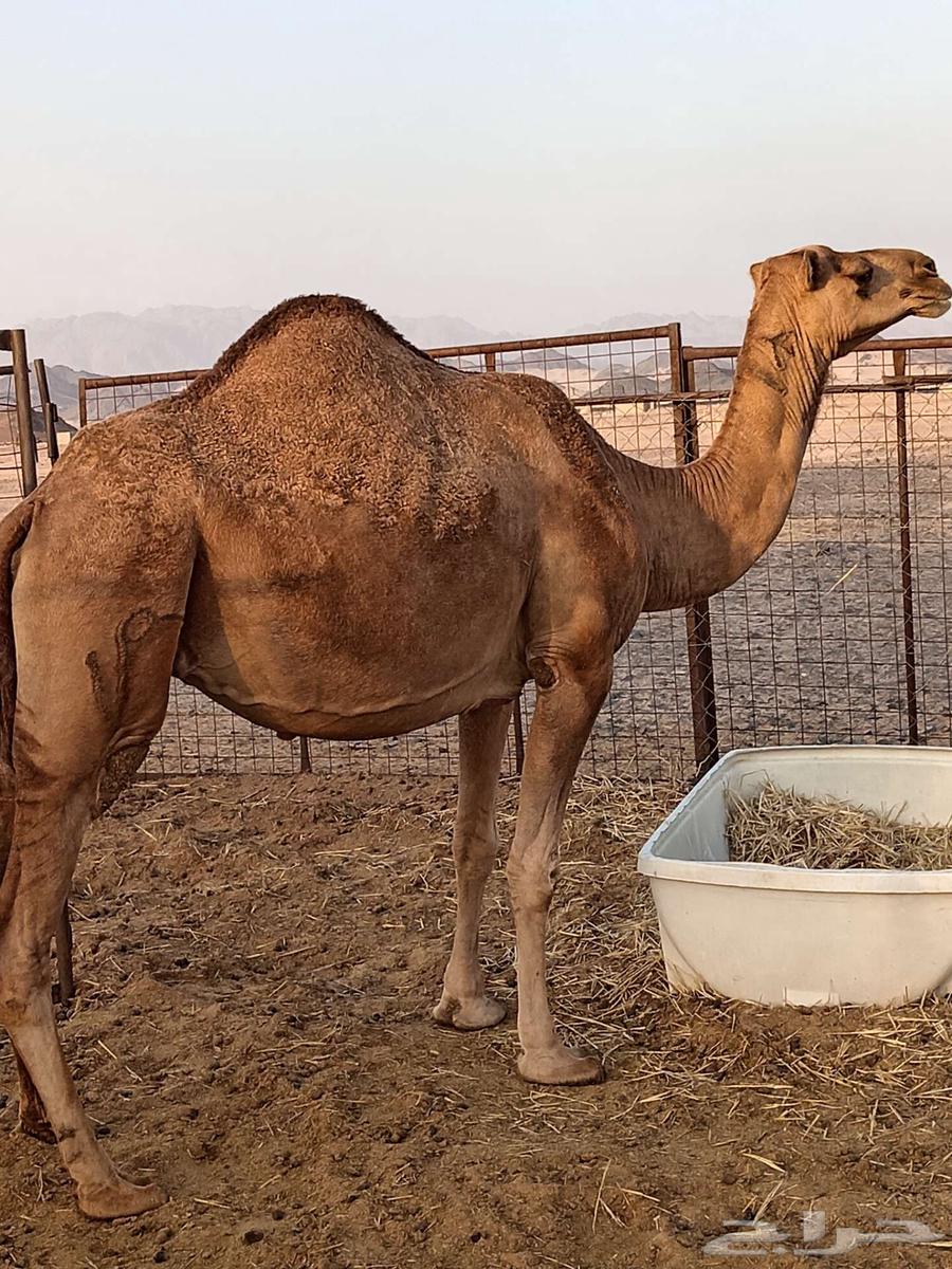 Red she-camel64399286126339110