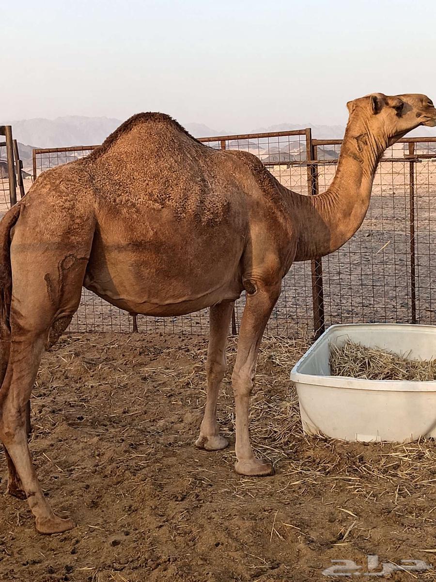 Red she-camel64399286126339111