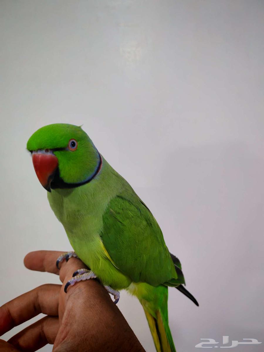 للبيع ذكر دره64373253366915111