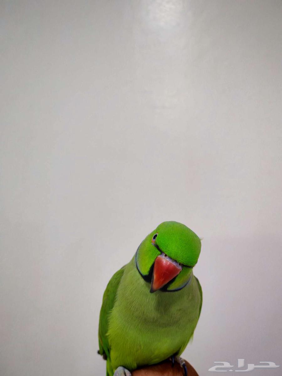 للبيع ذكر دره64373253366915110