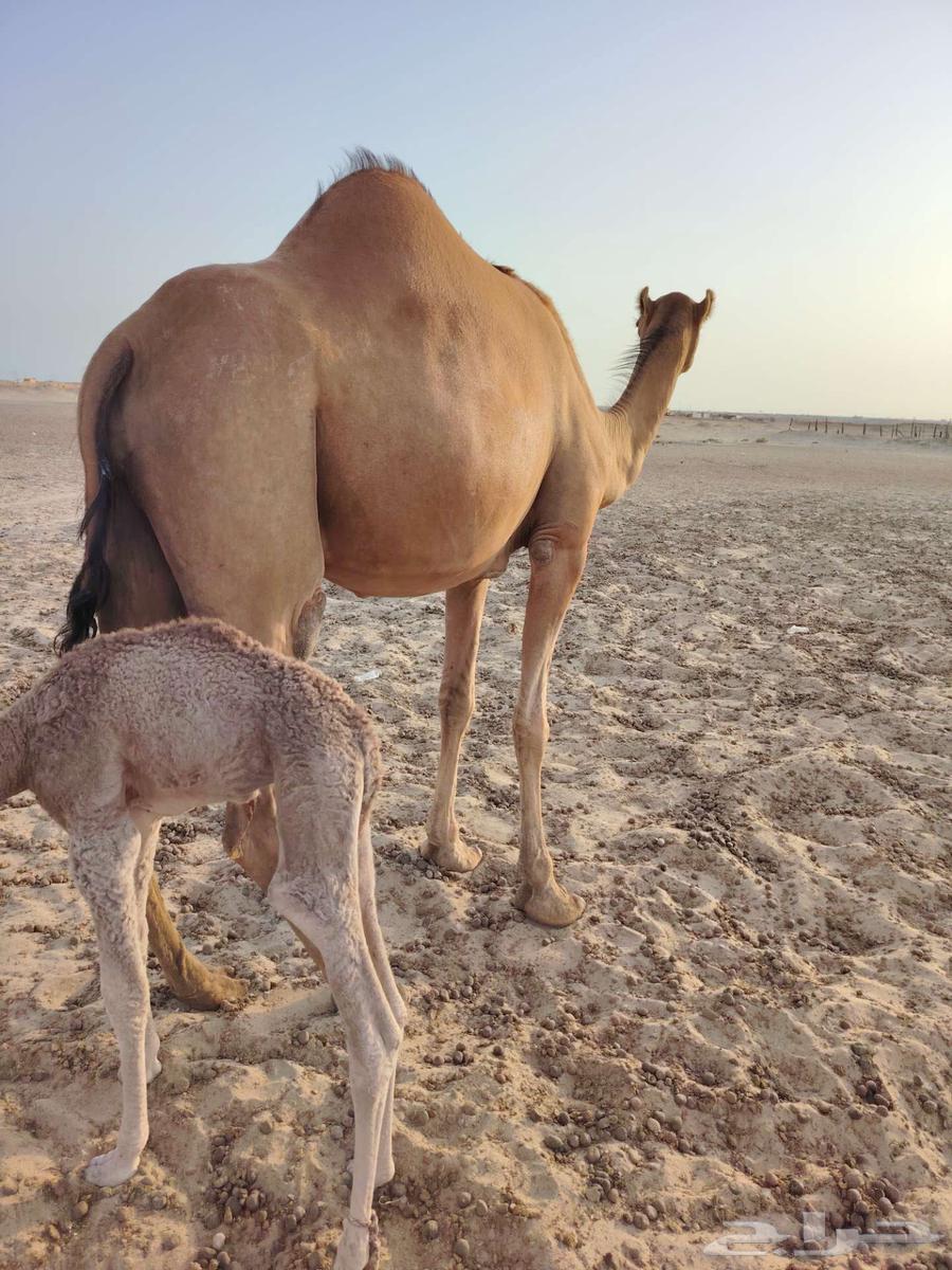 Coastal she-camel No. 164373433356035113