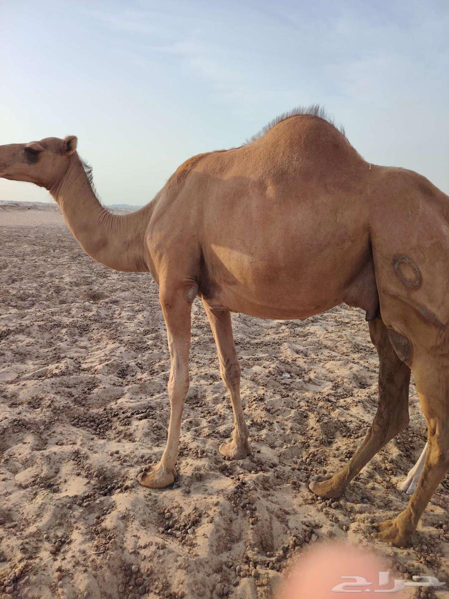 Coastal she-camel No. 164373433356035110