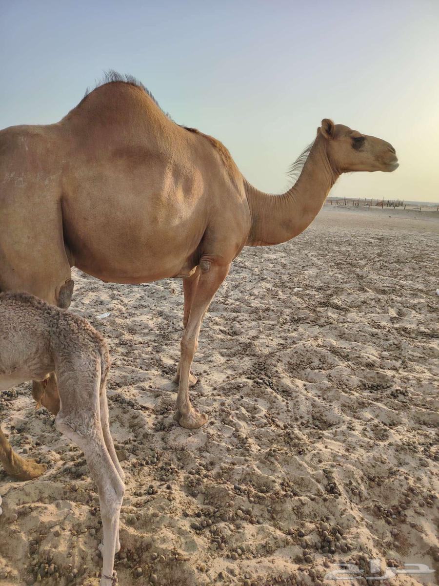 Coastal she-camel No. 164373433356035111