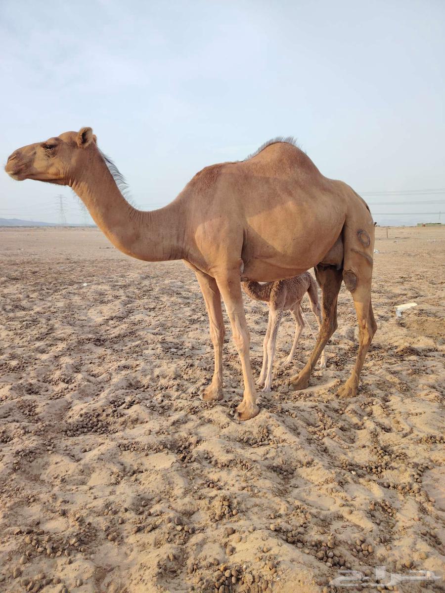 Coastal she-camel No. 164373433356035112