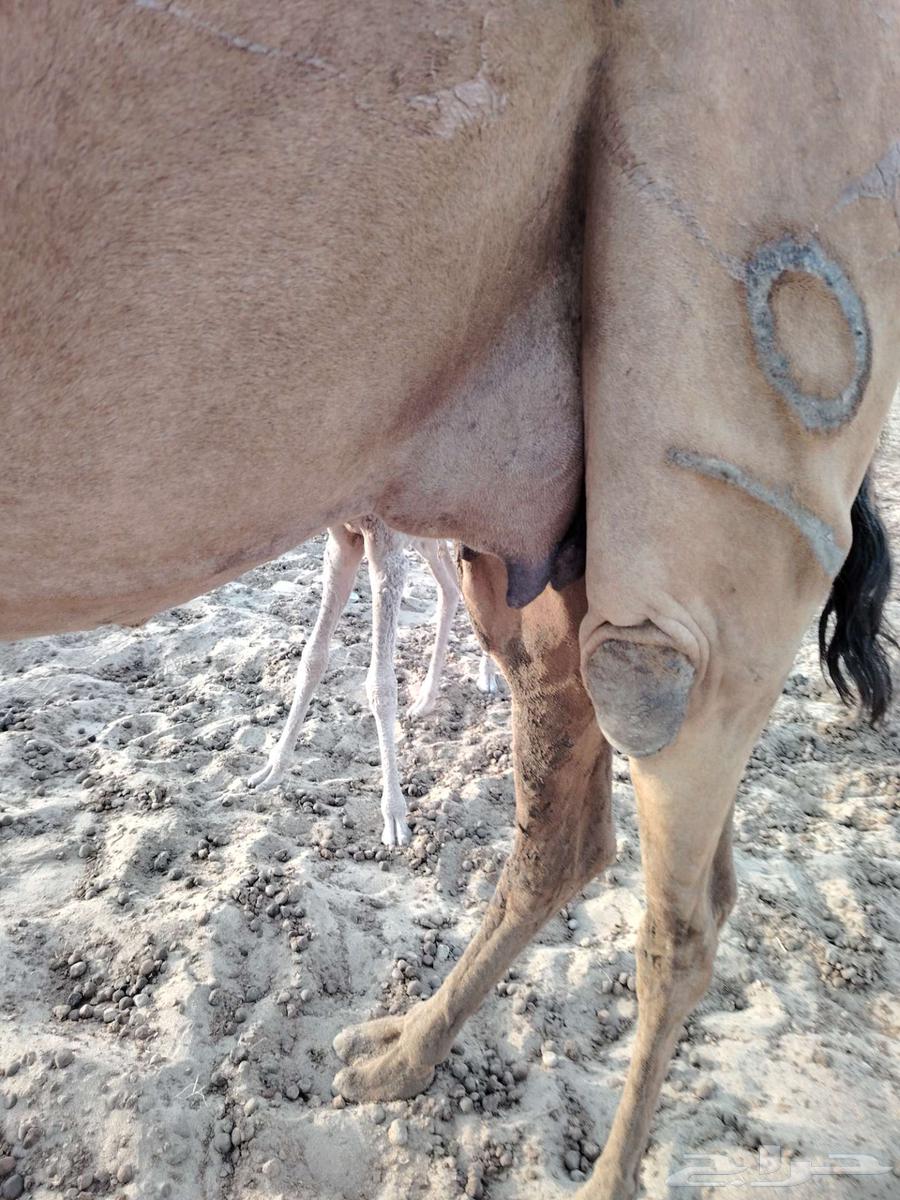 Coastal she-camel No. 164373433356035114