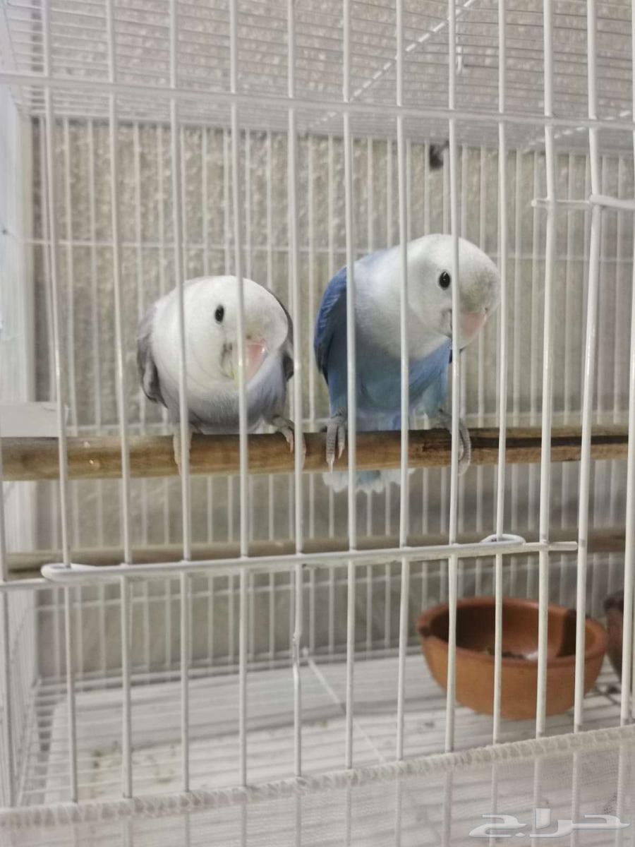 جوز طير روز - ازرق بنفسجي64374053730562110