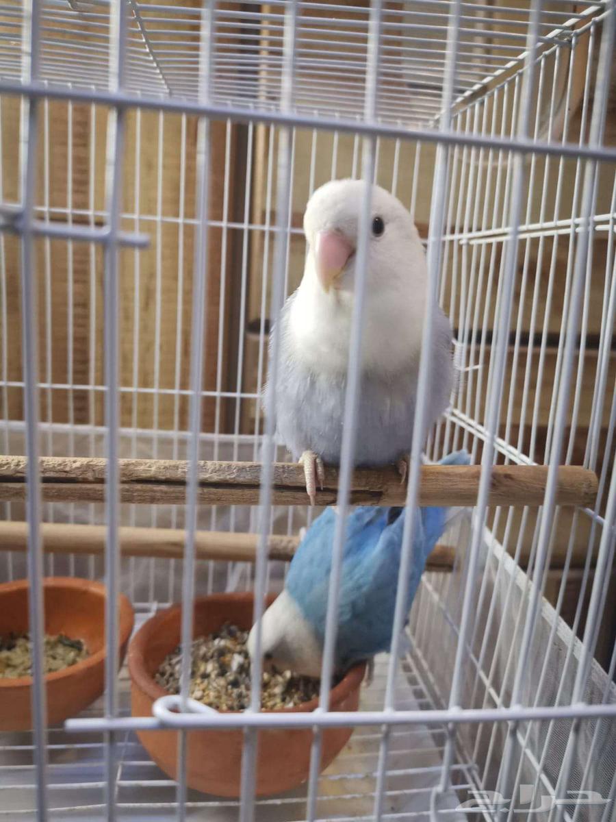 جوز طير روز - ازرق بنفسجي64374053730562111