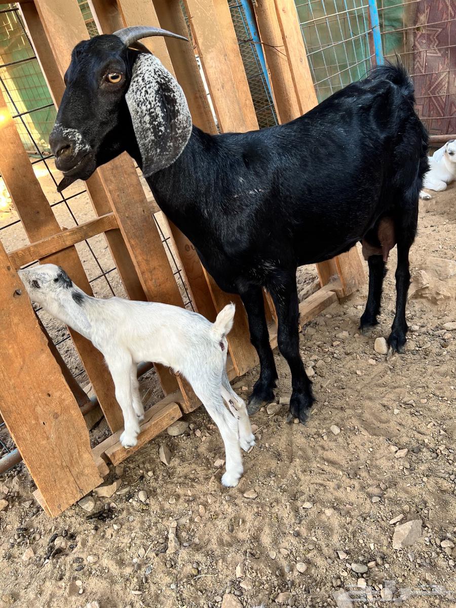 A goat with a pit underneath64374319647746112