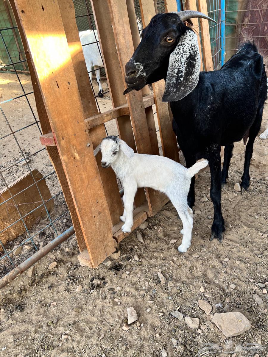 A goat with a pit underneath64374319647746113