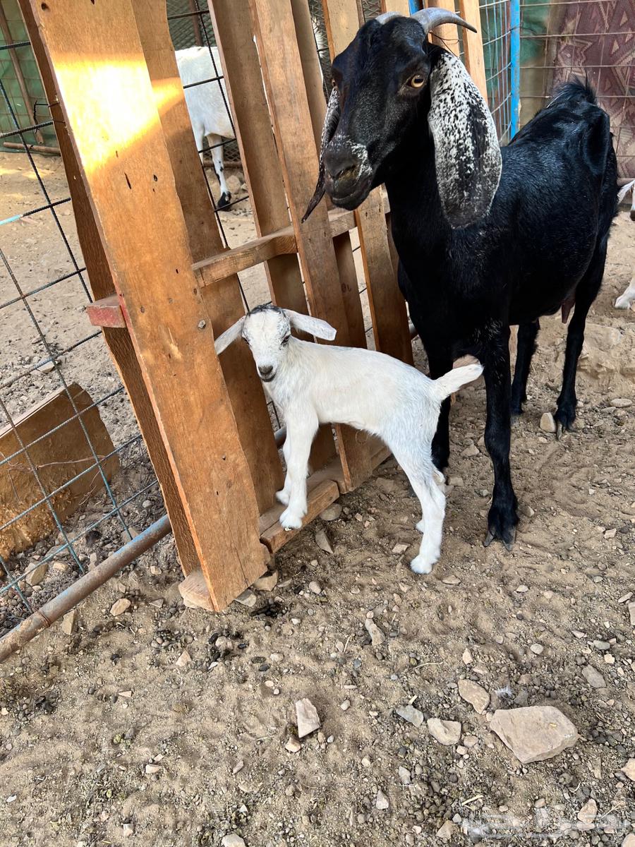 A goat with a pit underneath64374319647746110