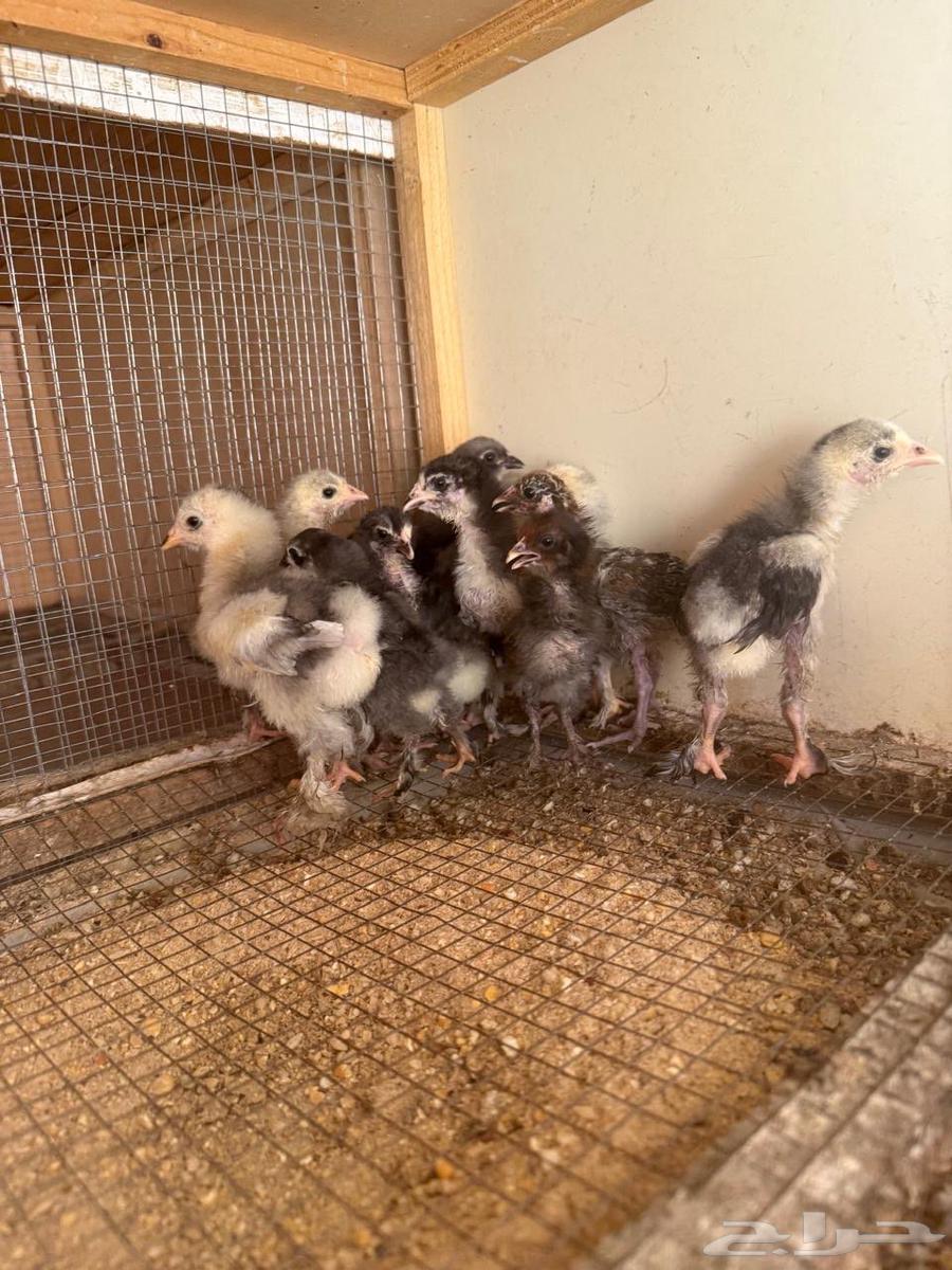 صوص براهما64375171168001110