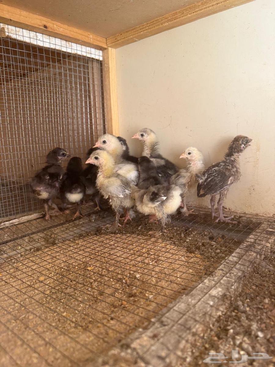 صوص براهما64375171168001111