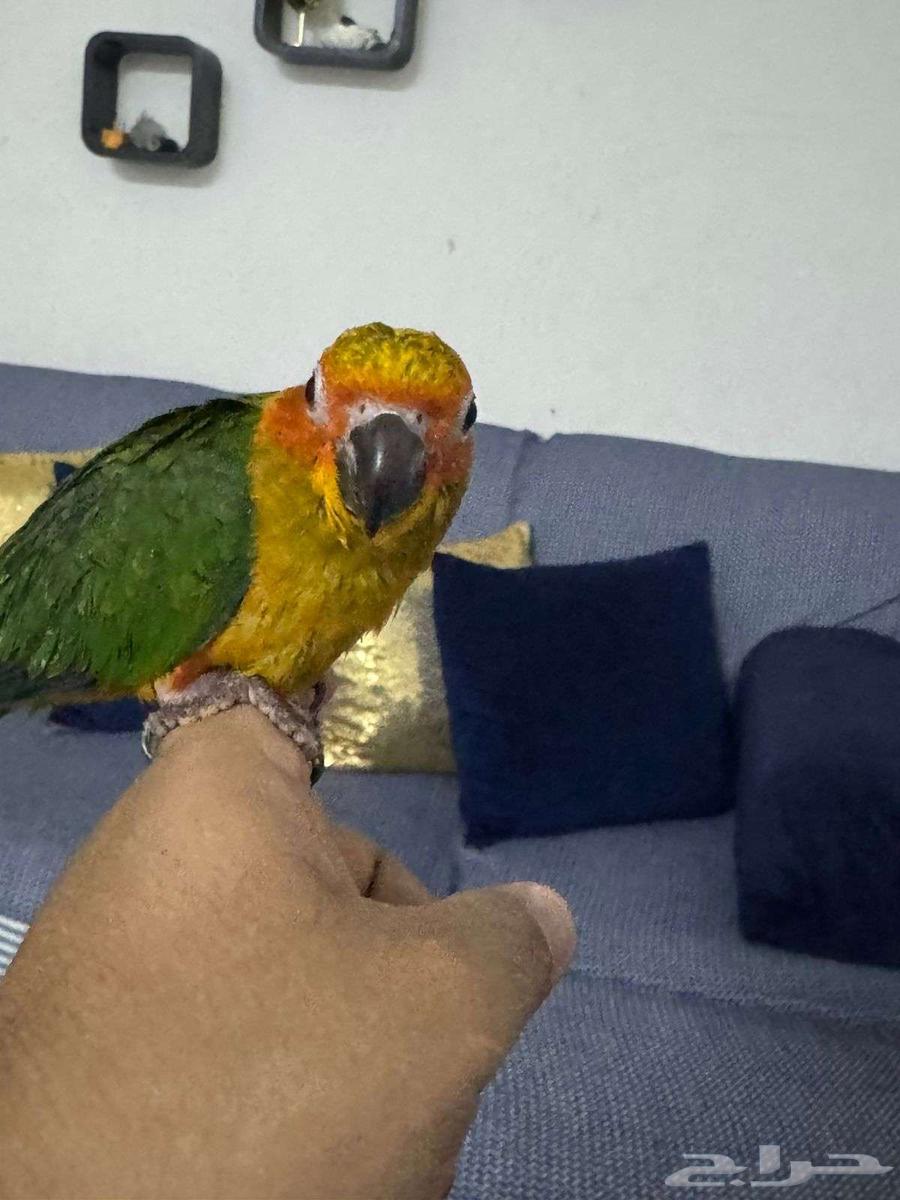 صن كنيور فروخ 364375586775937111