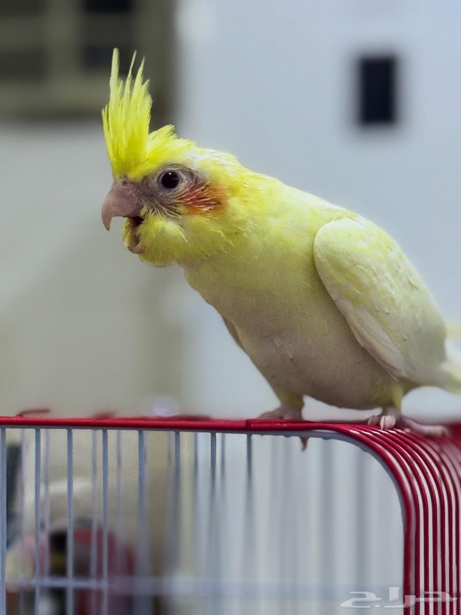 كروان لاتينو تايقر64364684166274111