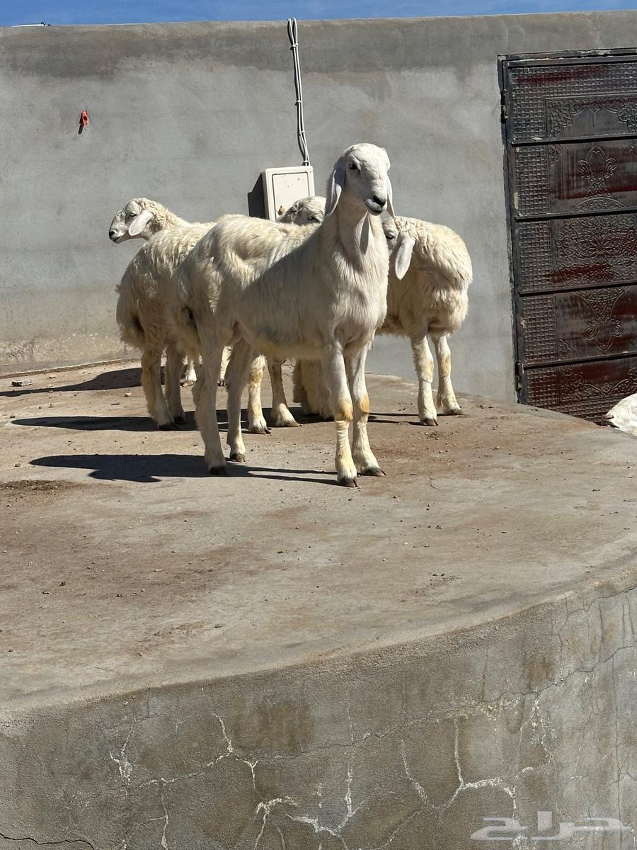 Halal meat for sale on installment via Tabby and Tamara64365025868417111