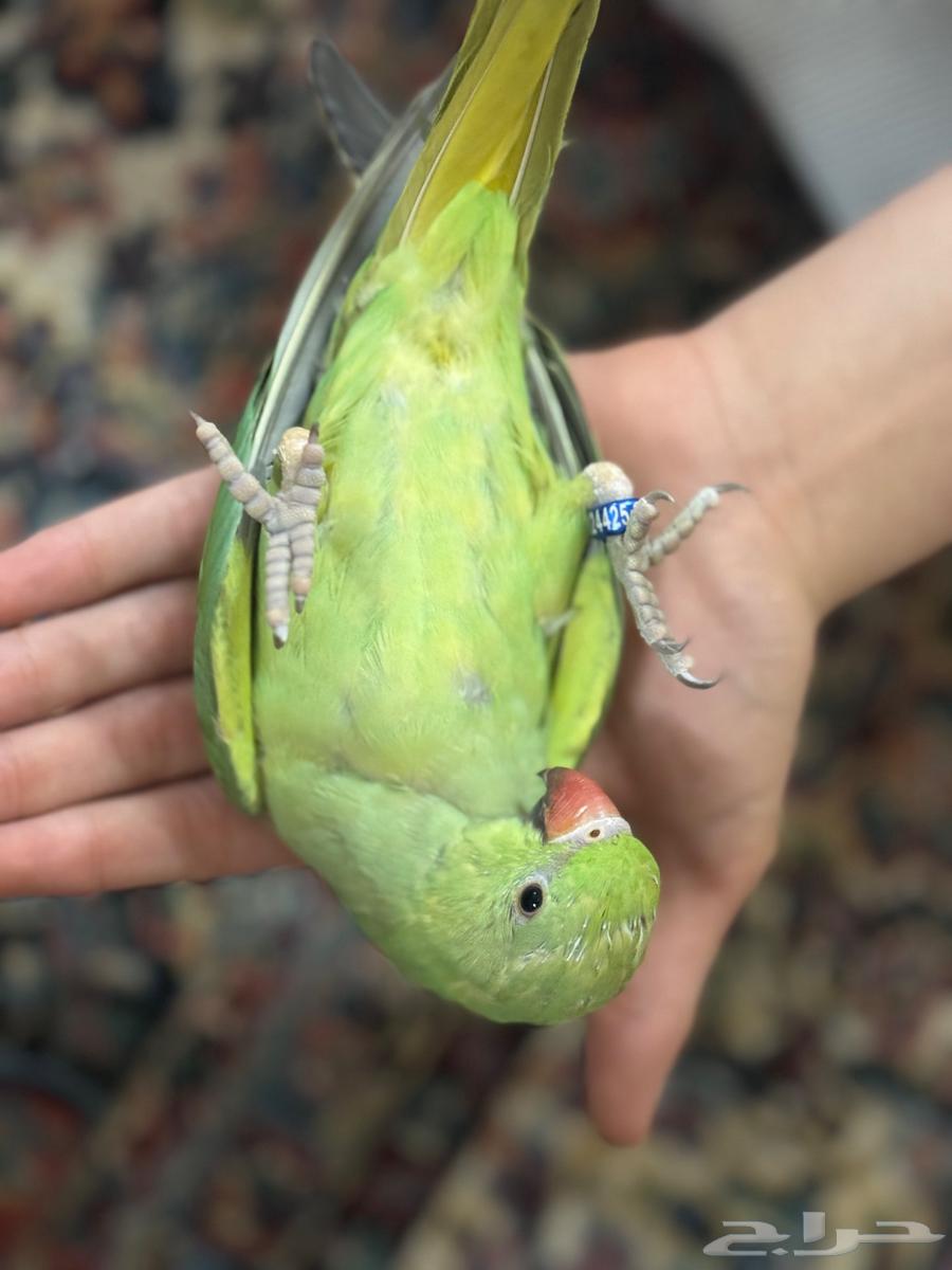 درة هندي64377019166466112