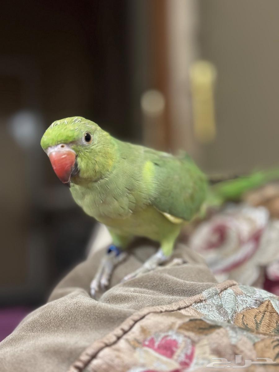 درة هندي64377019166466111