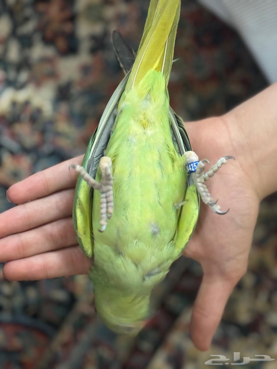 درة هندي64377019166466113