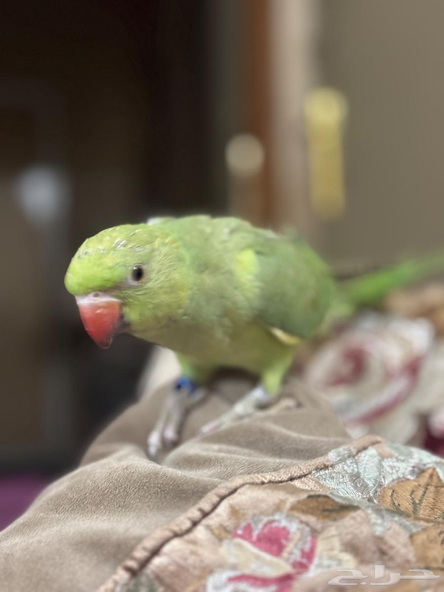 درة هندي64377019166466110