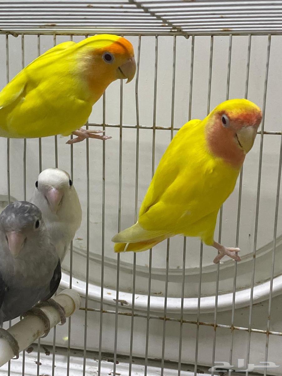 جوزين فشر منتجين64377182438017110