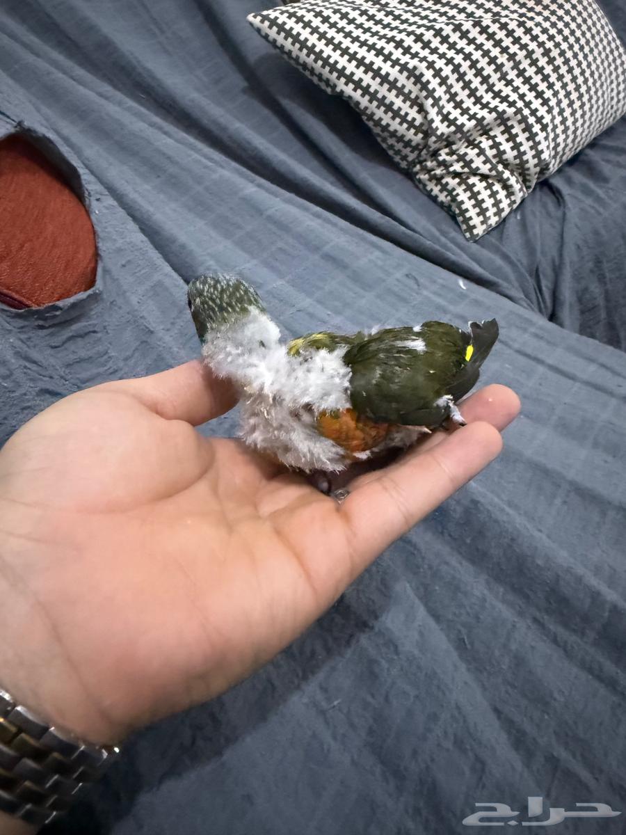 فرخ لوري اللون زيتي نهايت غر64377476603907113