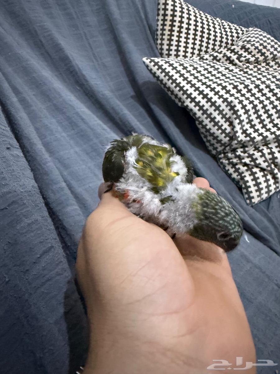 فرخ لوري اللون زيتي نهايت غر64377476603907114