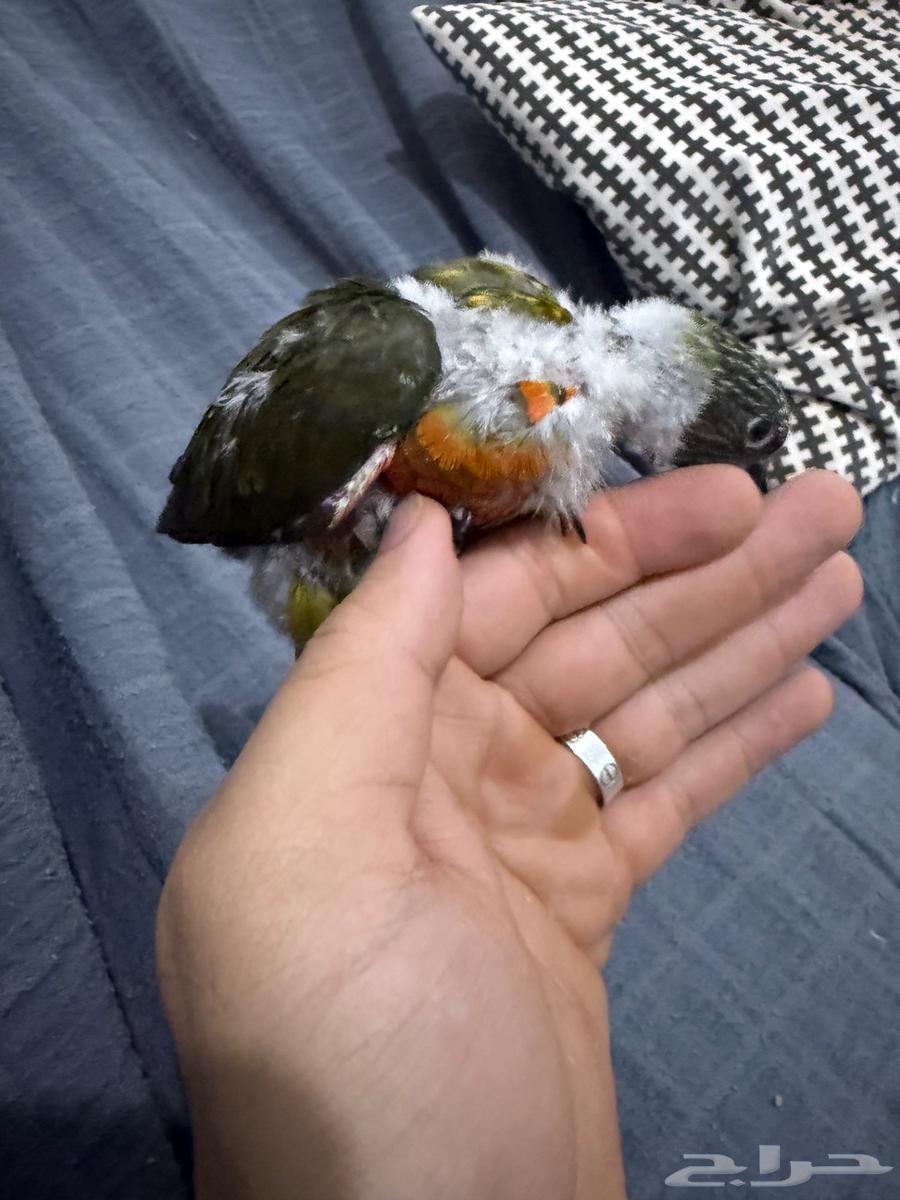 فرخ لوري اللون زيتي نهايت غر64377476603907111