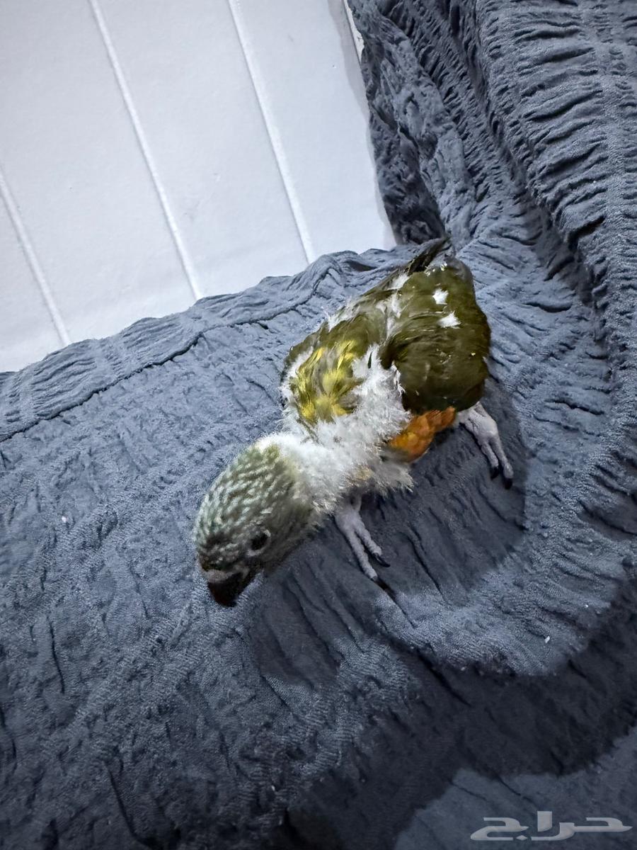 فرخ لوري اللون زيتي نهايت غر64377476603907110