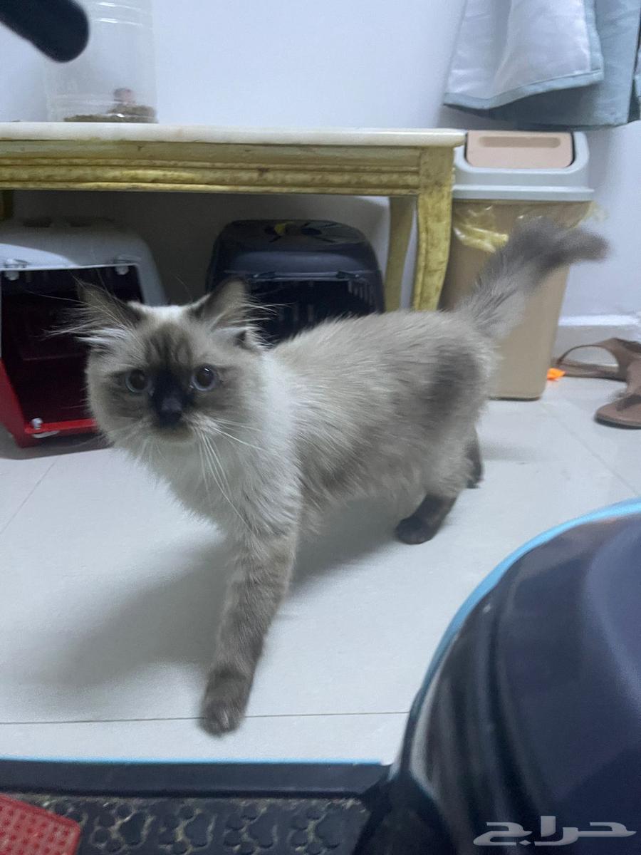 الرياض الياسمين64377681164675111