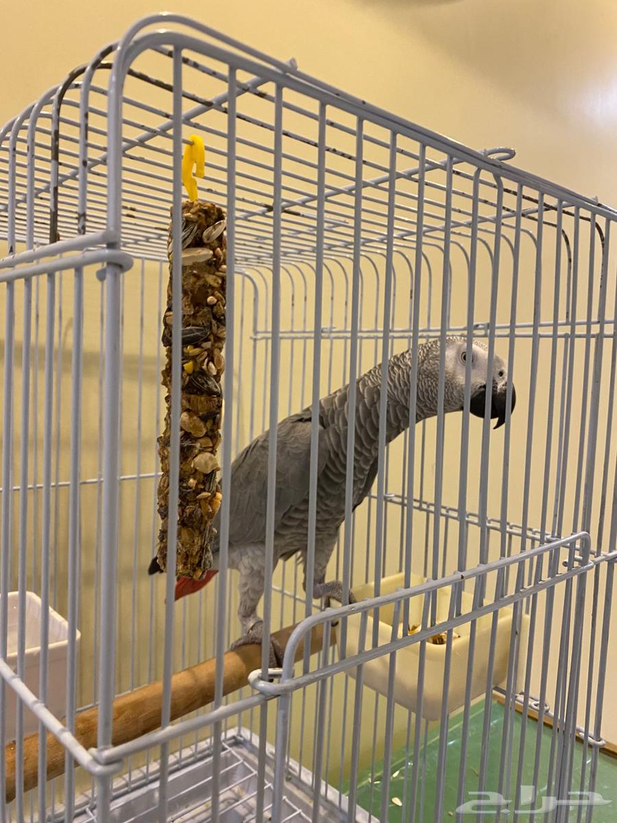 Jumbo Casco Parrot, Light-Colored and Very Tame64377959227778114