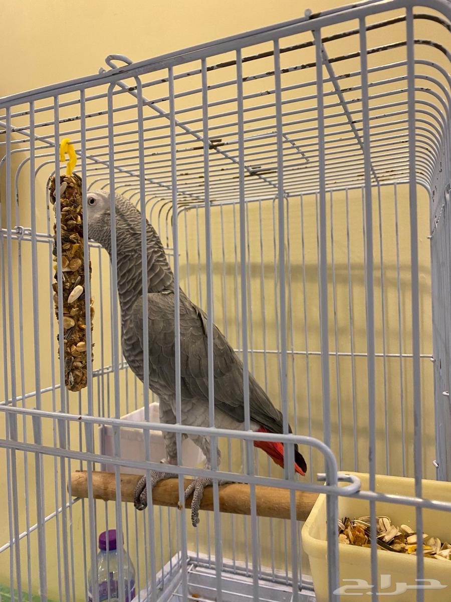 Jumbo Casco Parrot, Light-Colored and Very Tame64377959227778110