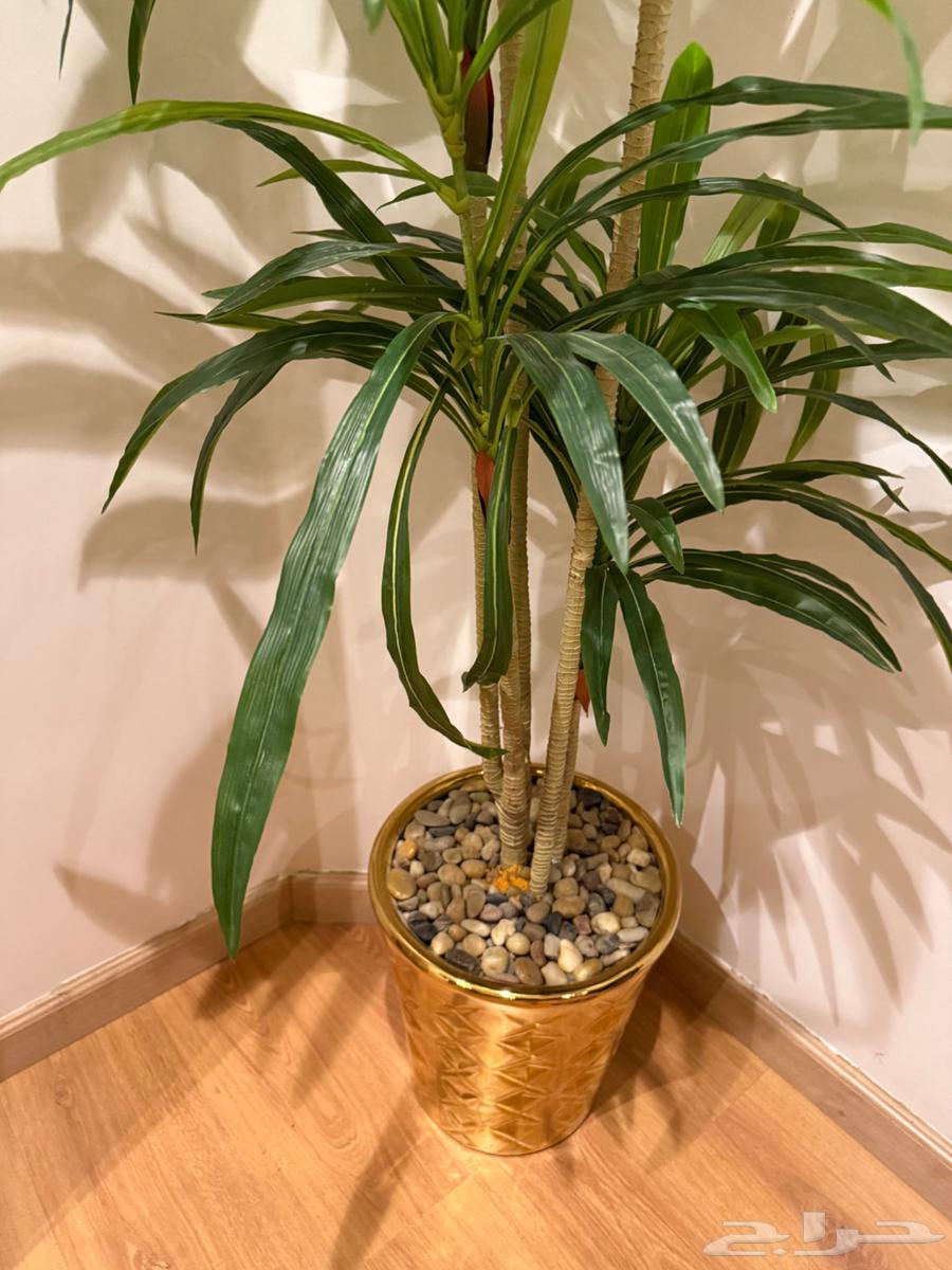 شجره للبيع64378513220737111