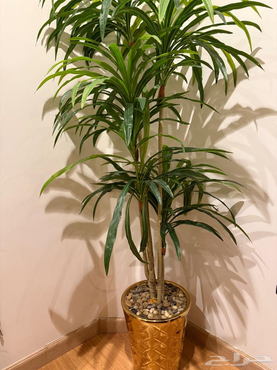 شجره للبيع64378513220737113