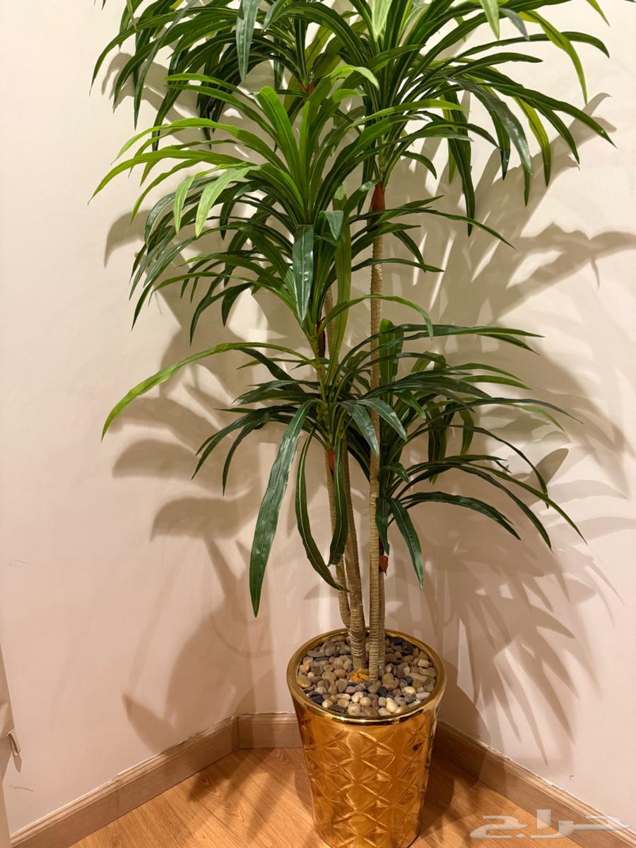 شجره للبيع64378513220737112