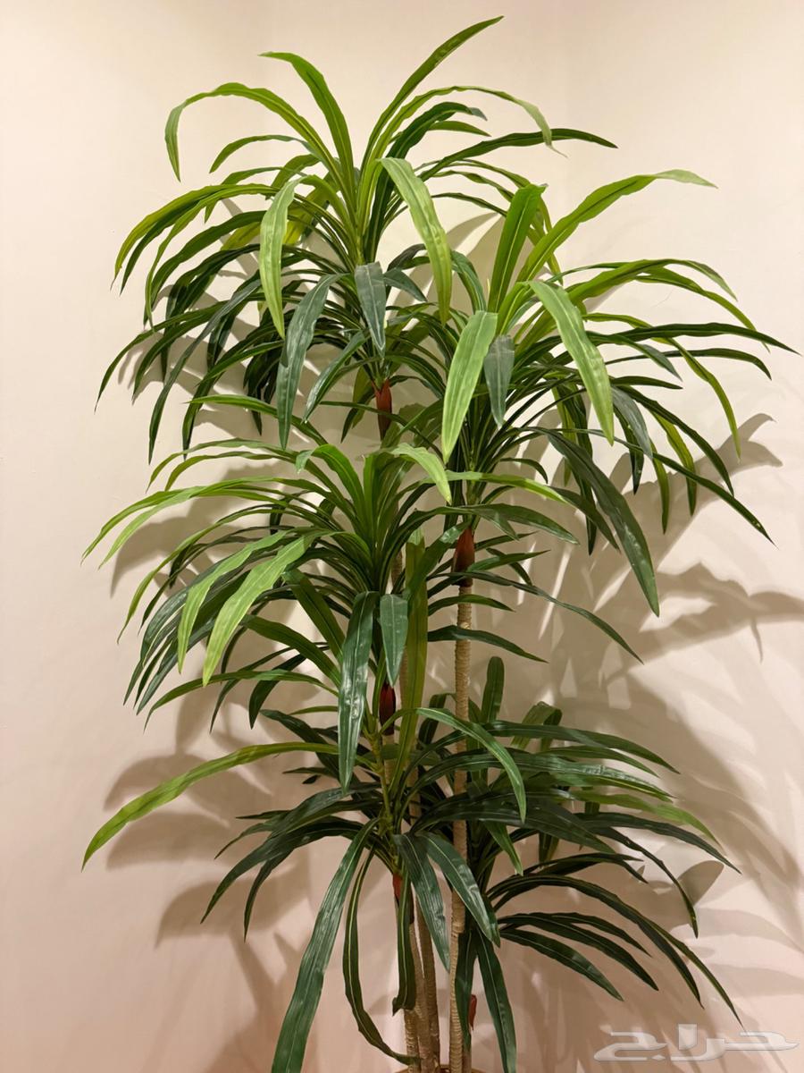 شجره للبيع64378513220737110