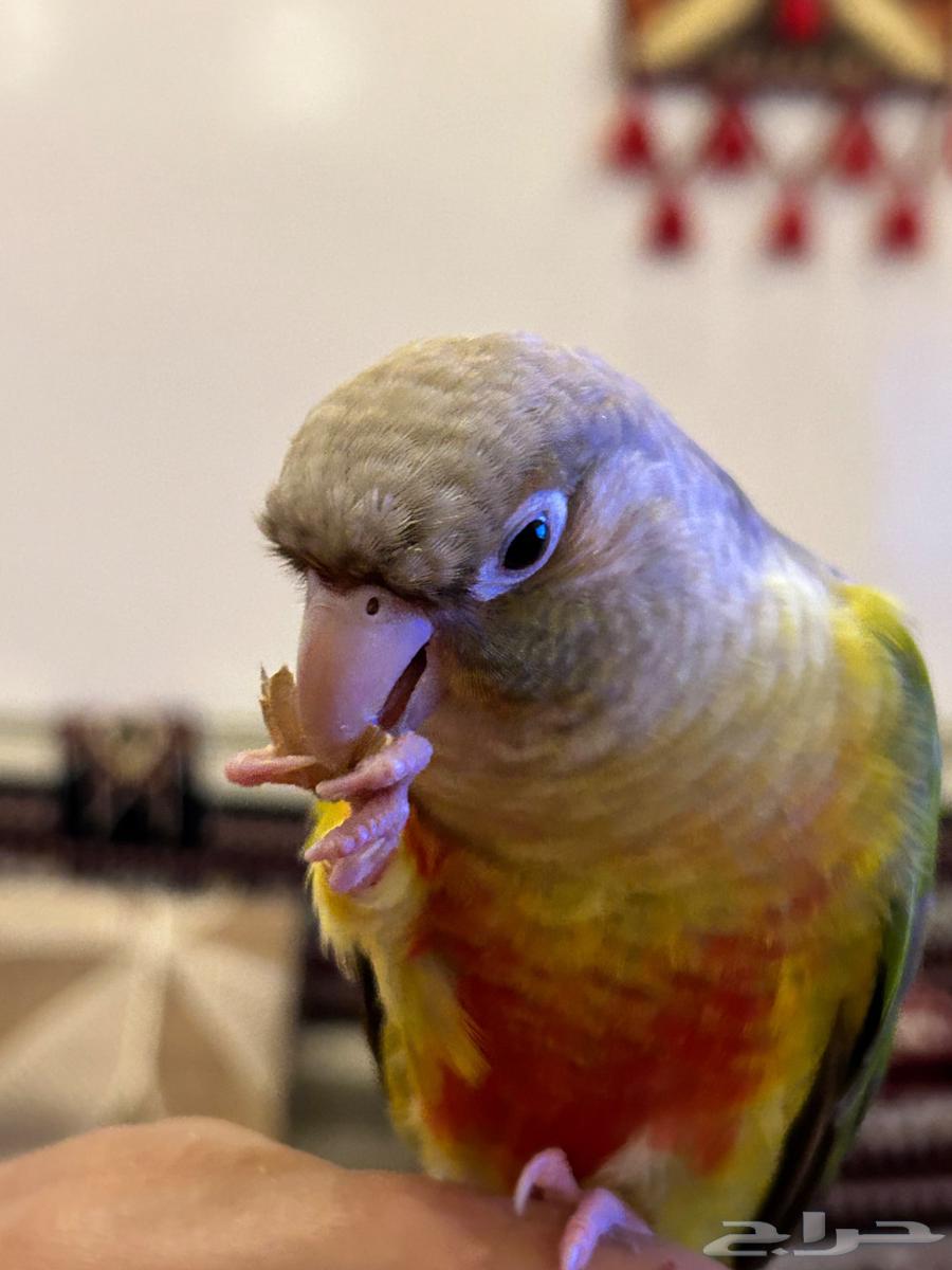 كنيور للبيع64378600840834114