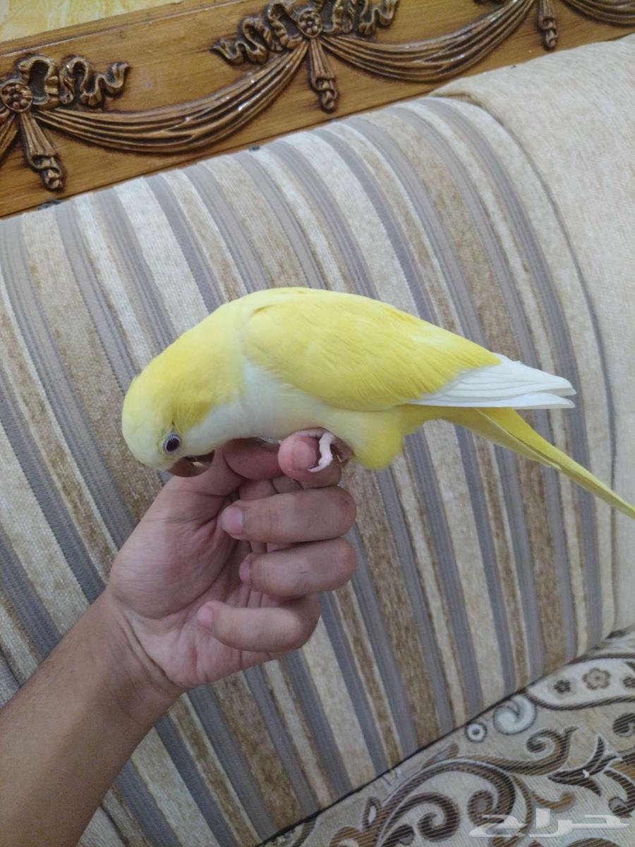 ببغاء كويكر لاتينو اليف64367639828867111